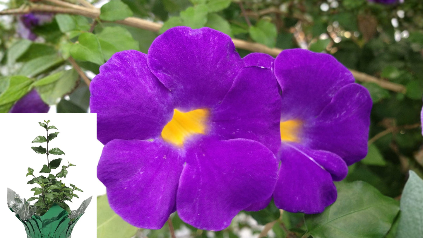 Purple King's Mantel 1 Live Starter Plant – Thunbergia erecta