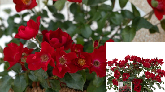 Scarlet Drift® Groundcover Rose Live Plant 1 Quart – Rosa 'Scarlet Drift'