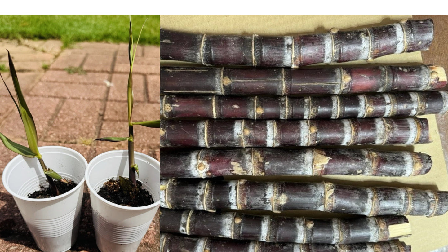 Sugarcane 2 Live Starter Plants – Green or Purple – Saccharum