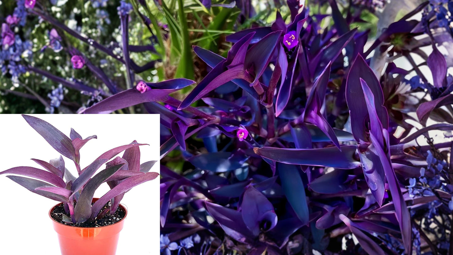 20 Purple Heart Cuttings – Tradescantia pallida ‘Purpurea’ Live Plants