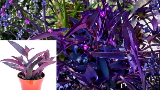 20 Purple Heart Cuttings – Tradescantia pallida ‘Purpurea’ Live Plants