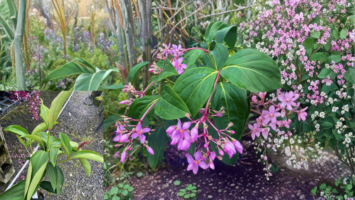Philippine Pink Medinilla Live Flowering Plant – Medinilla apoensis