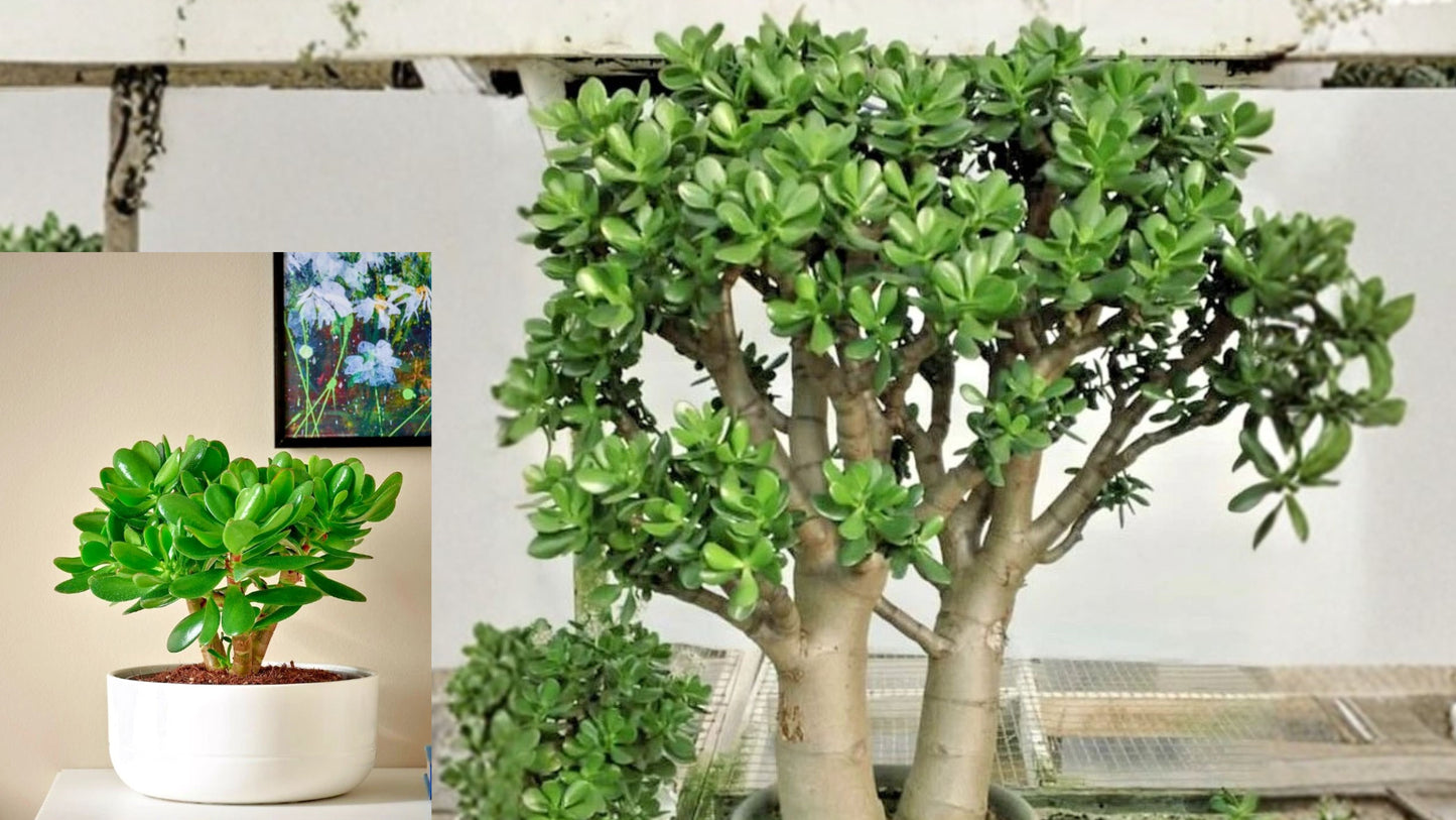 Jade Plant Live Succulent – 2" Pot – Crassula ovata