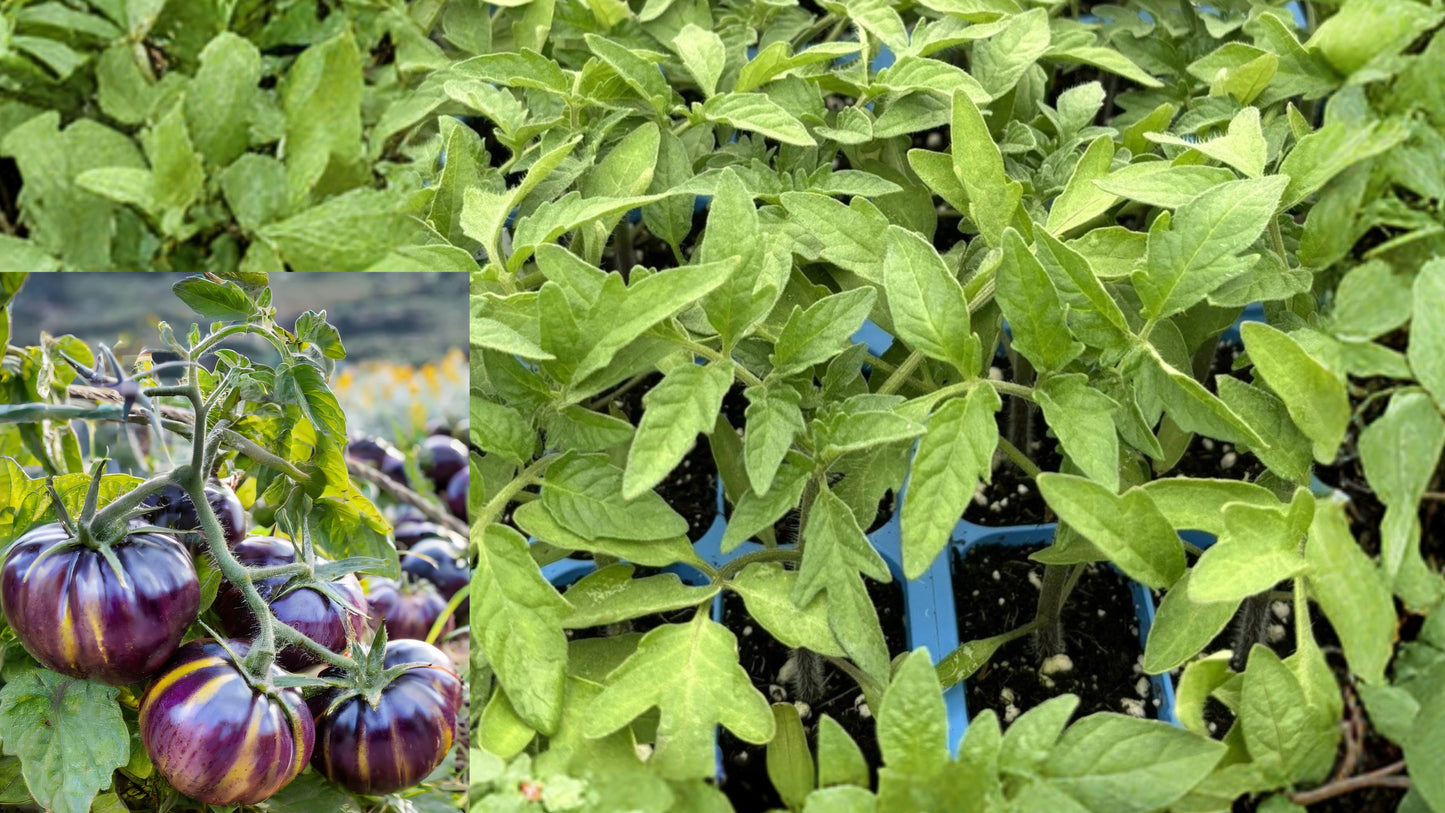 Cherokee Purple Tomato 3 Live Plants – 6–10 Inch Starter Plants