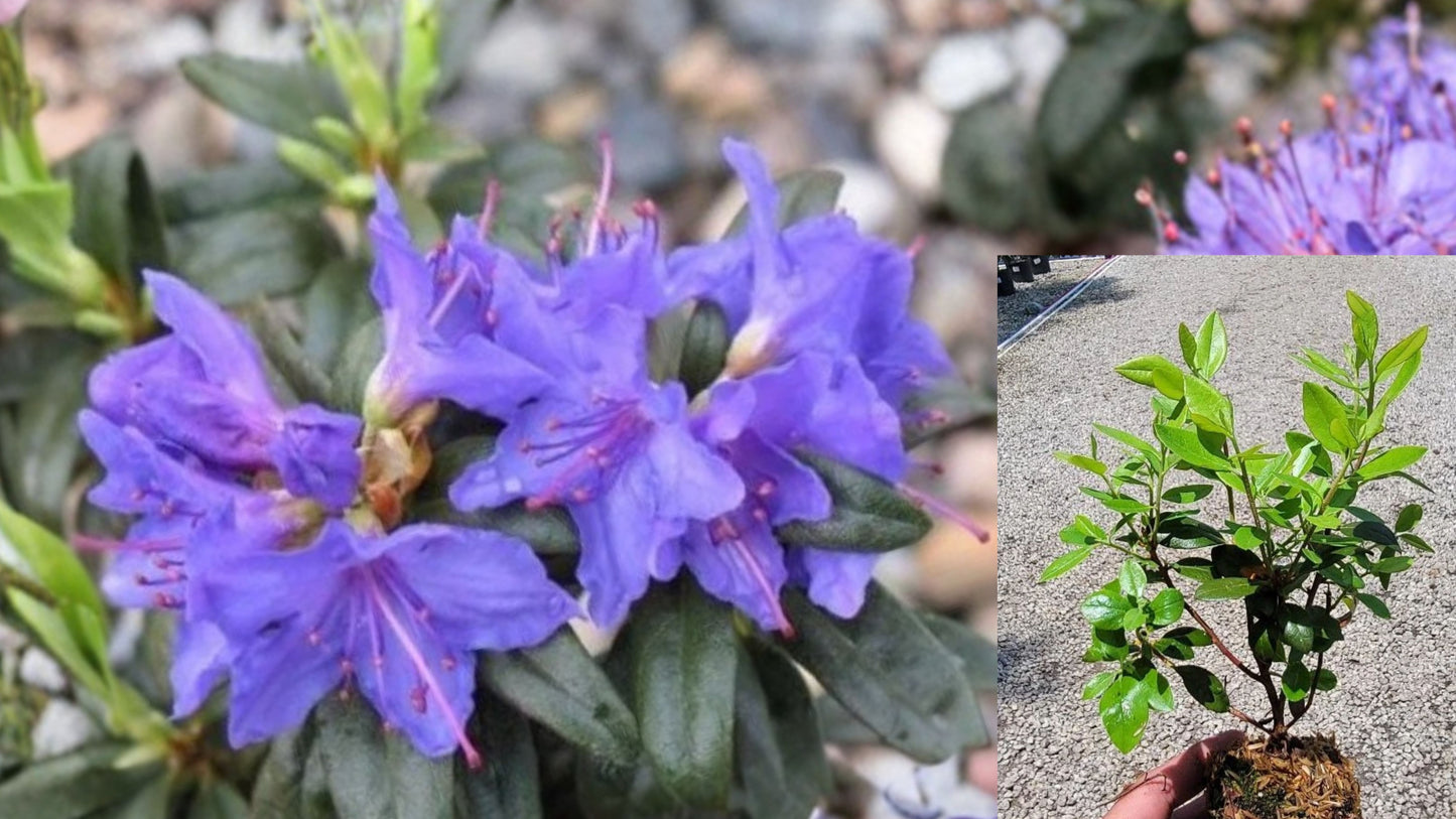 Blue Baron Rhododendron Live Starter Plant – 1 Plant – Rhododendron