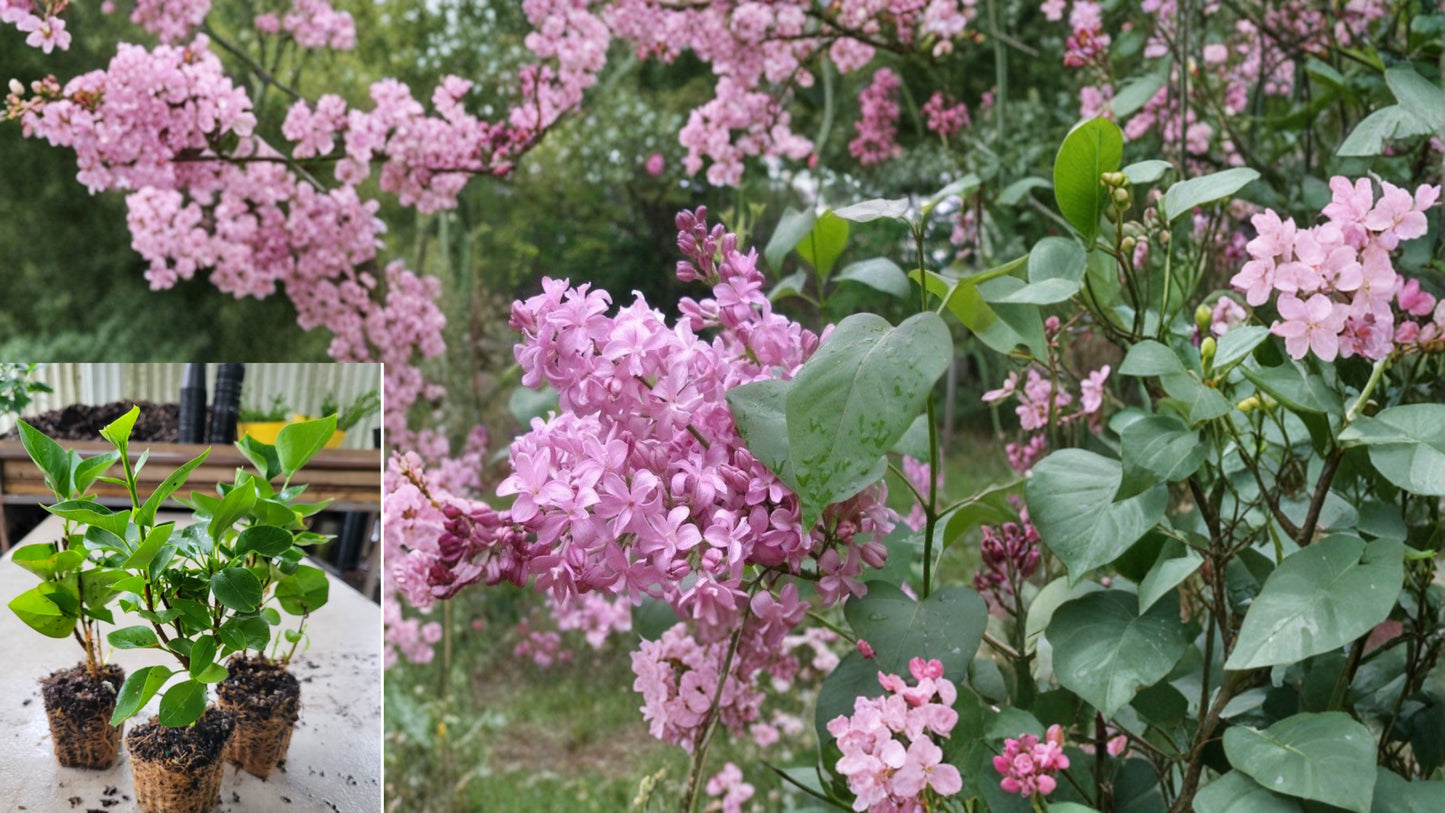 Edward J. Gardner Pink Lilac Starter Plant (1 Live Plant) – Syringa vulgaris 'Edward J. Gardner'