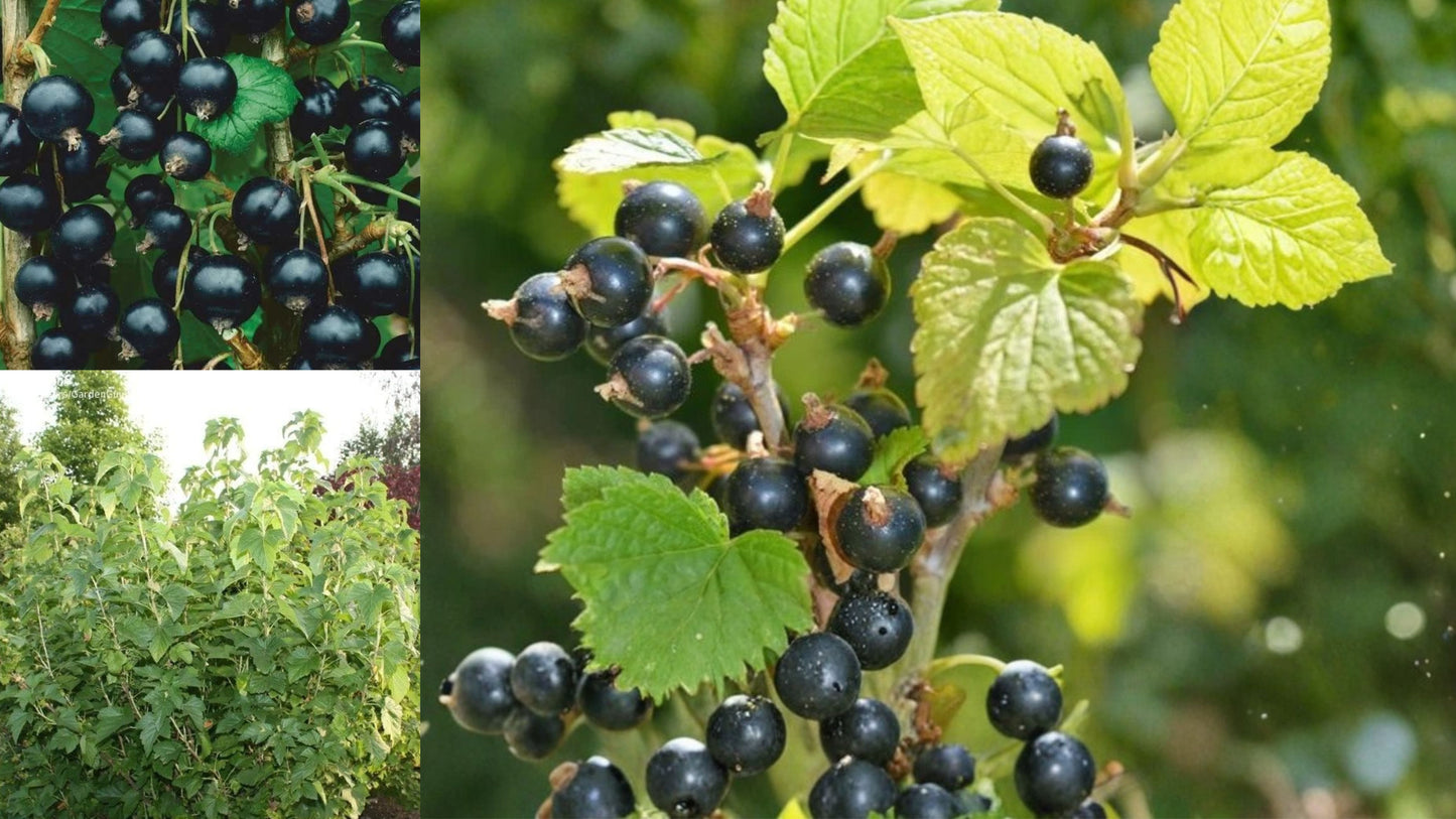 Consort Black Currant Live Rooted Starter Plant – Ribes nigrum