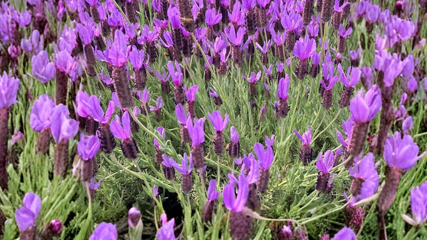 2 Otto Quast Lavender Live Plants – 4–6 Inch – Lavandula – No Pot