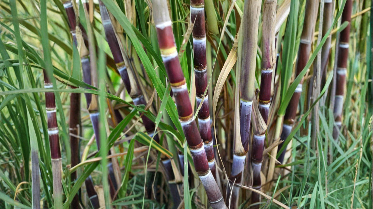 2 Sugarcane Cuttings – 2 Nodes Each – Live Sweet Sugarcane Plant