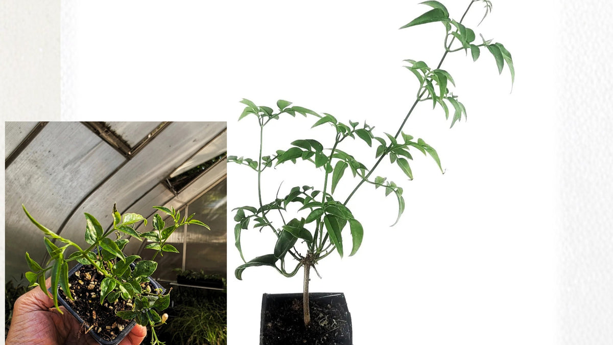 Jasmine Live Starter Plant in 2-Inch Pot – One Stem – Jasminum spp.
