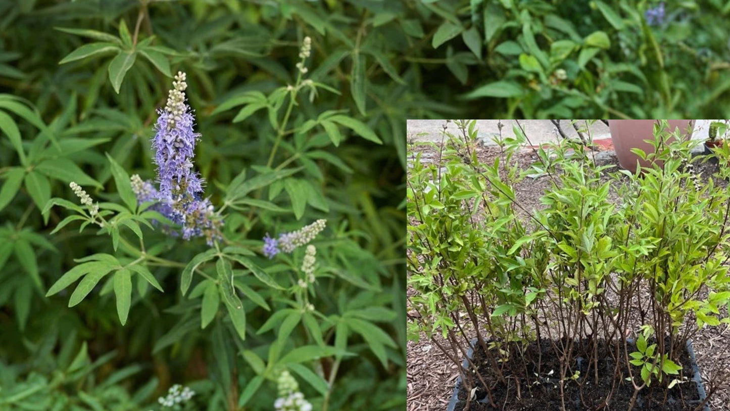 Vitex Chaste Tree 1 Live Plant 2–3 ft – Vitex agnus-castus Bare Root