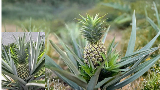 Florida Special Pineapple 1 Live Starter Plant – Ananas comosus – 3–4"