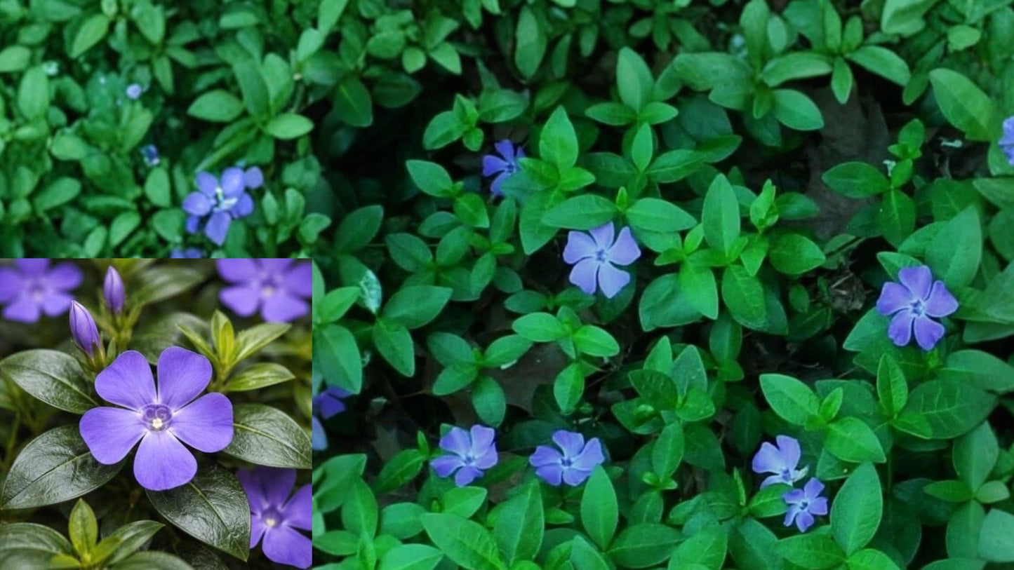 12 Periwinkle Live Rooted Plants – Vinca minor Bare Root Ground Cover