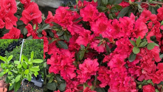 Red Ruffle Azalea Live Plant – 1 Quart – Rhododendron ‘Red Ruffle’