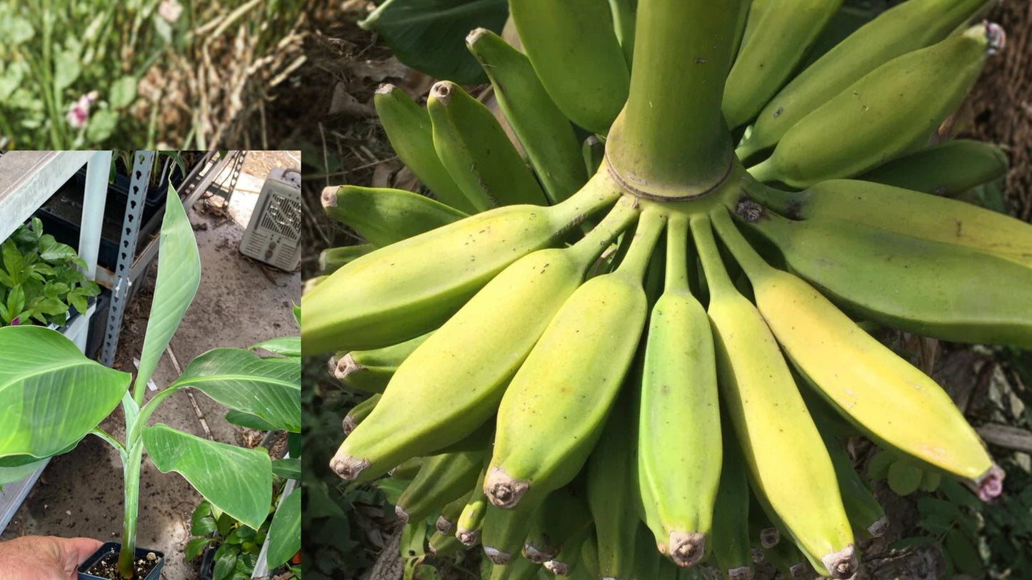 Burro Banana Live Plant – Musa ‘Orinoco’ Edible Banana Tree