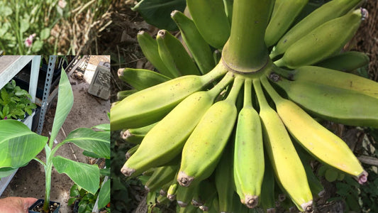 Burro Banana Live Plant – Musa ‘Orinoco’ Edible Banana Tree