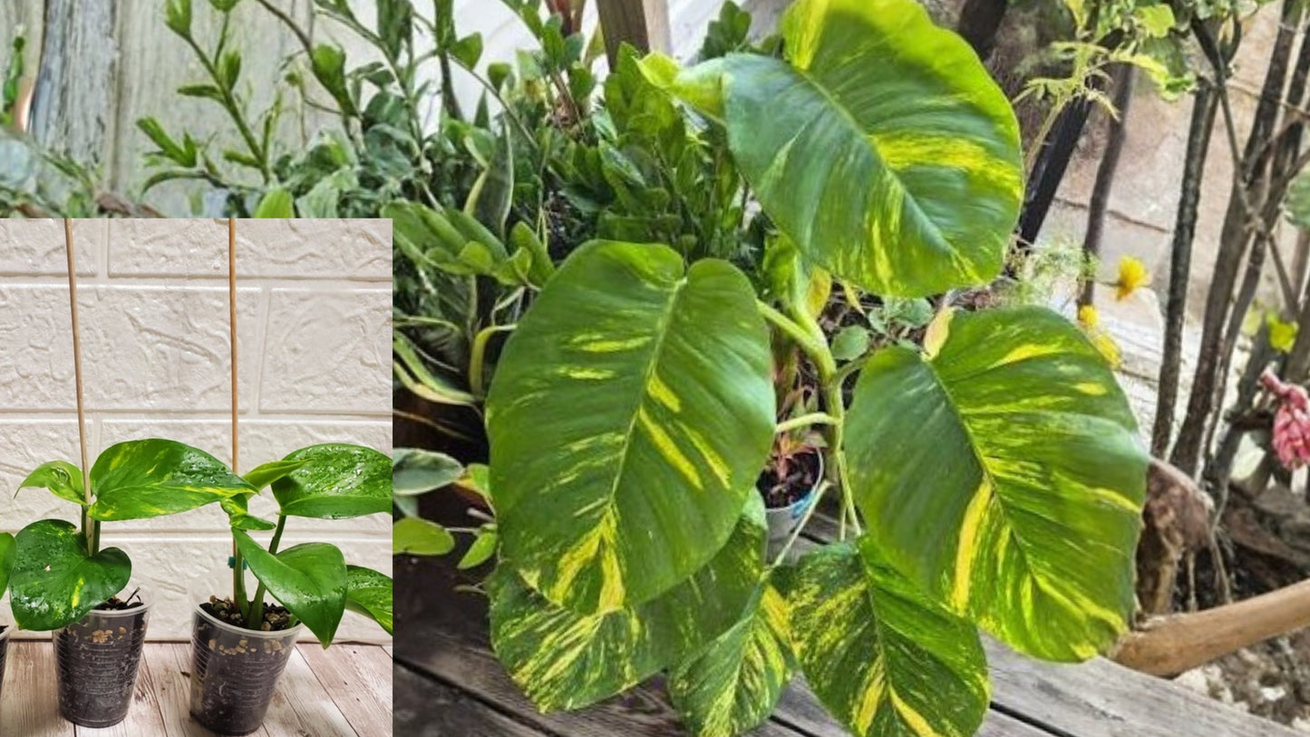 Hawaiian Pothos Live Starter Plant – Highly Variegated – Epipremnum