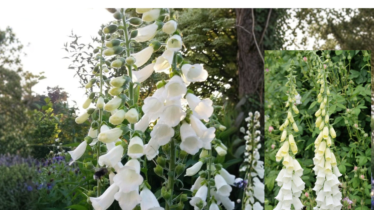 White Foxglove Live Plant – 1 Plant in 3" Pot – Digitalis purpurea