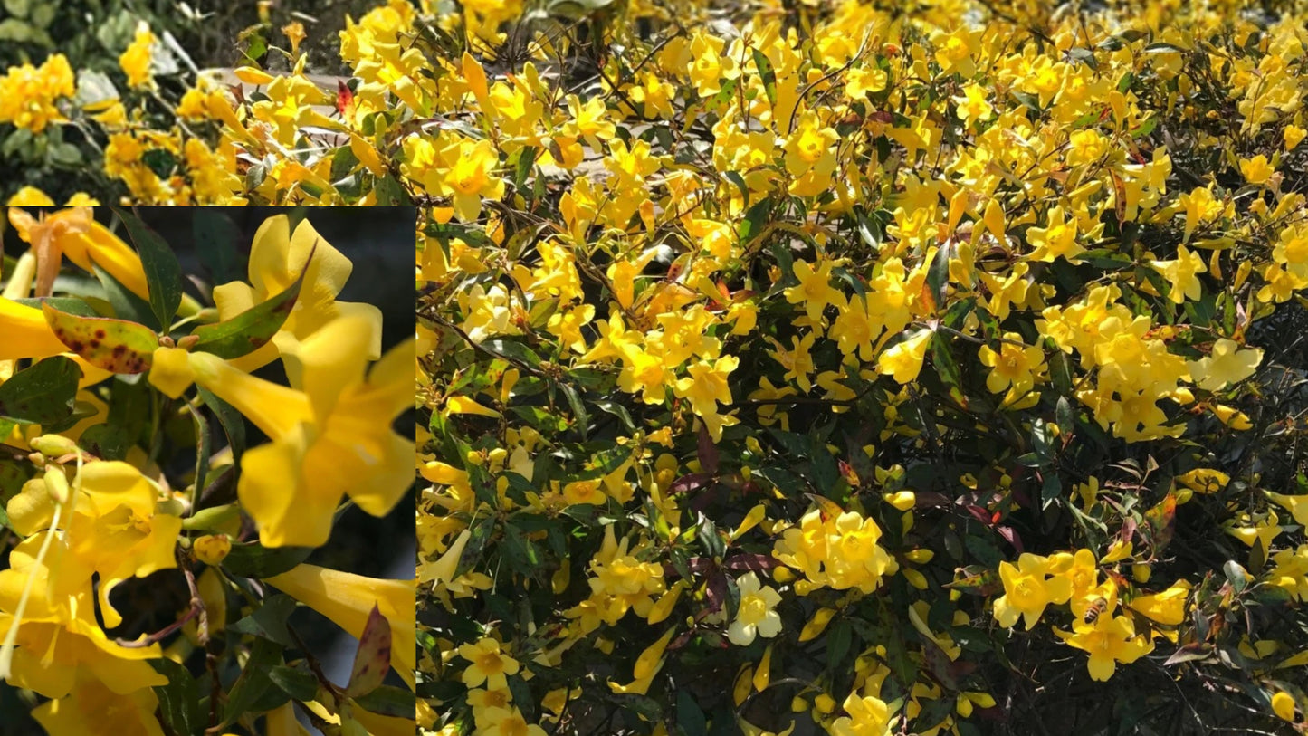 6 Yellow Carolina Jasmine Live Plants – 8–10 Inch Bare Root Vines