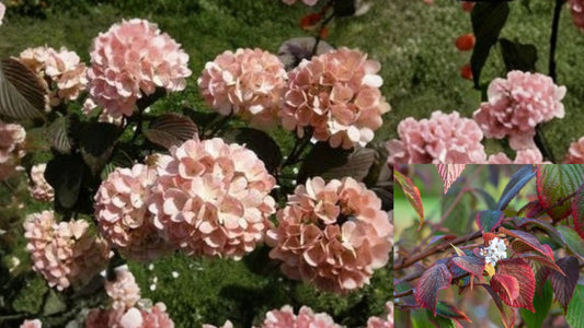 Mary Milton Japanese Snowball Viburnum Live Plant 3.5 Inch Pot – Viburnum plicatum 'Mary Milton'