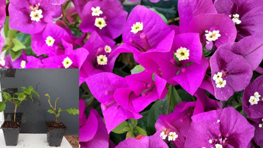 Elizabeth Angus Bougainvillea Live Plant – 1 Well-Rooted Starter Plant
