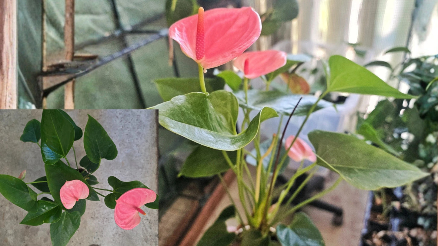 Pink Anthurium Live Plant in 4-Inch Pot – Rare Indoor Houseplant – Anthurium andraeanum