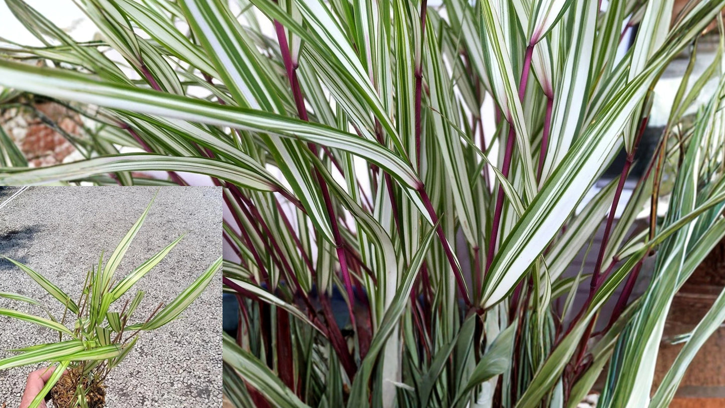 Lime Zest Japanese Forest Grass 1 Live Starter Plant – Hakonechloa