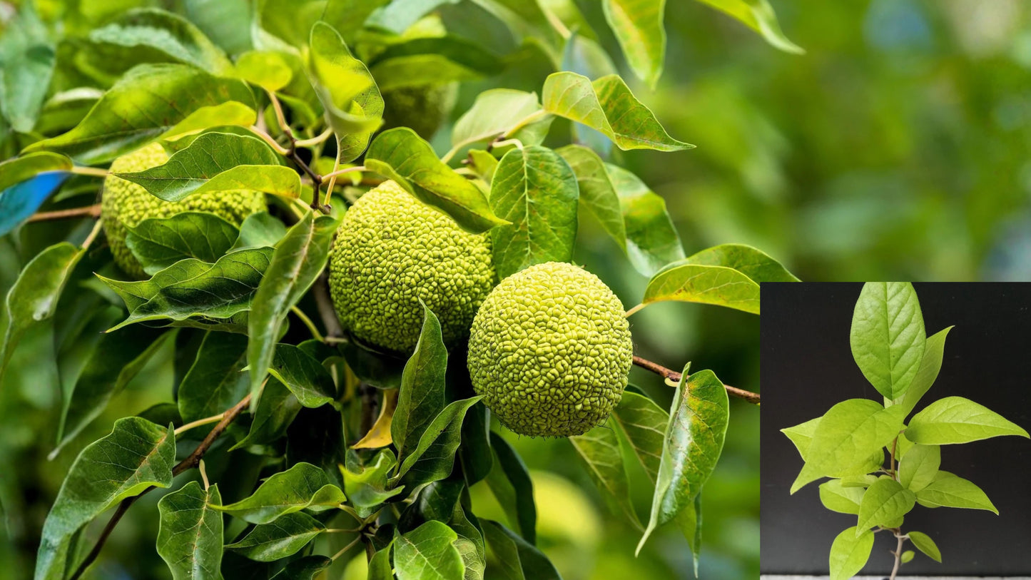 Osage Orange Live Plant – Maclura pomifera – Hedge Apple Tree
