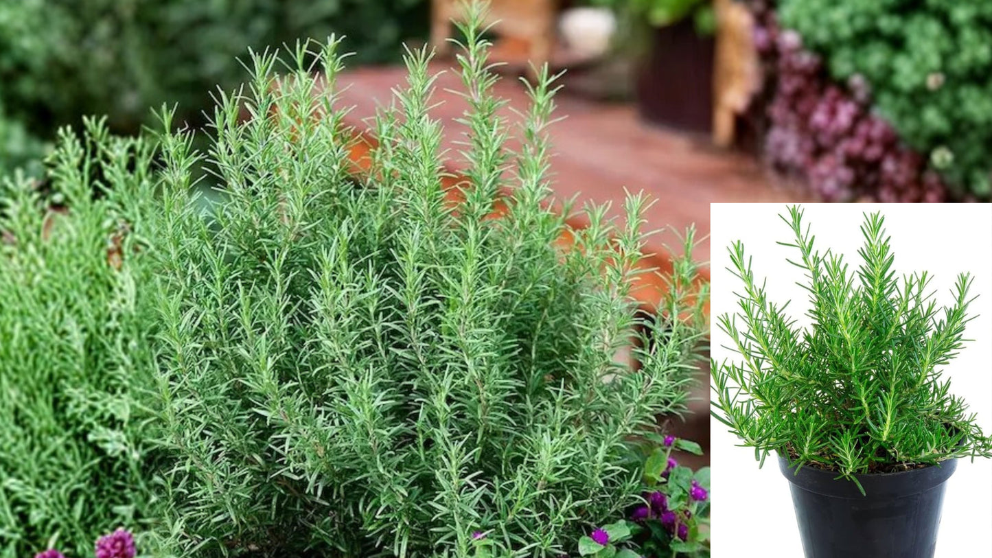 4 Rosemary Live Plants – 5"+ Bare Root – Salvia rosmarinus