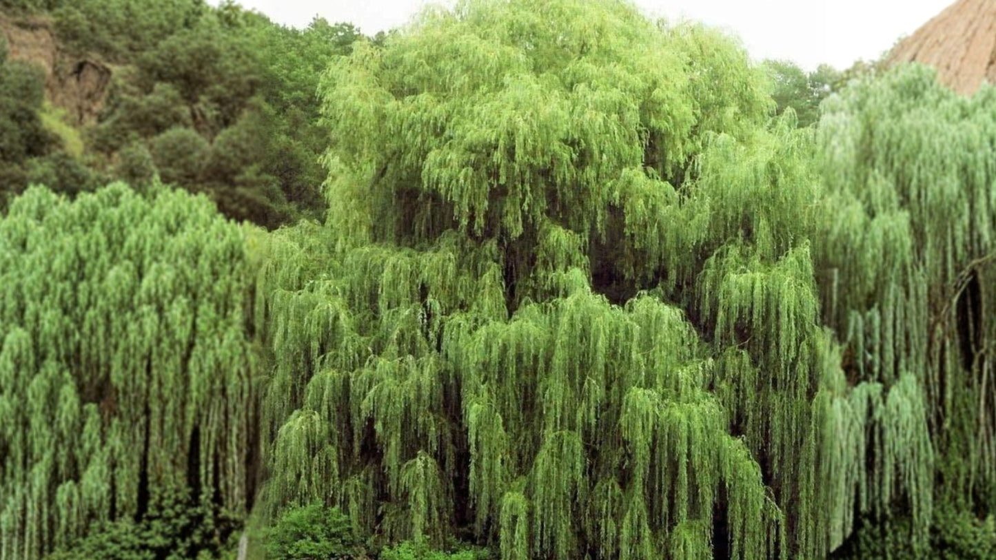 Golden Weeping Willow 2 Live Trees – Ready-to-Plant Ornamental Cuttings