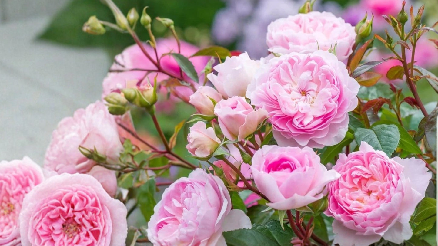 Heirloom Pink Rose Bush Live Plant – 1 Foot Bare Root Rose
