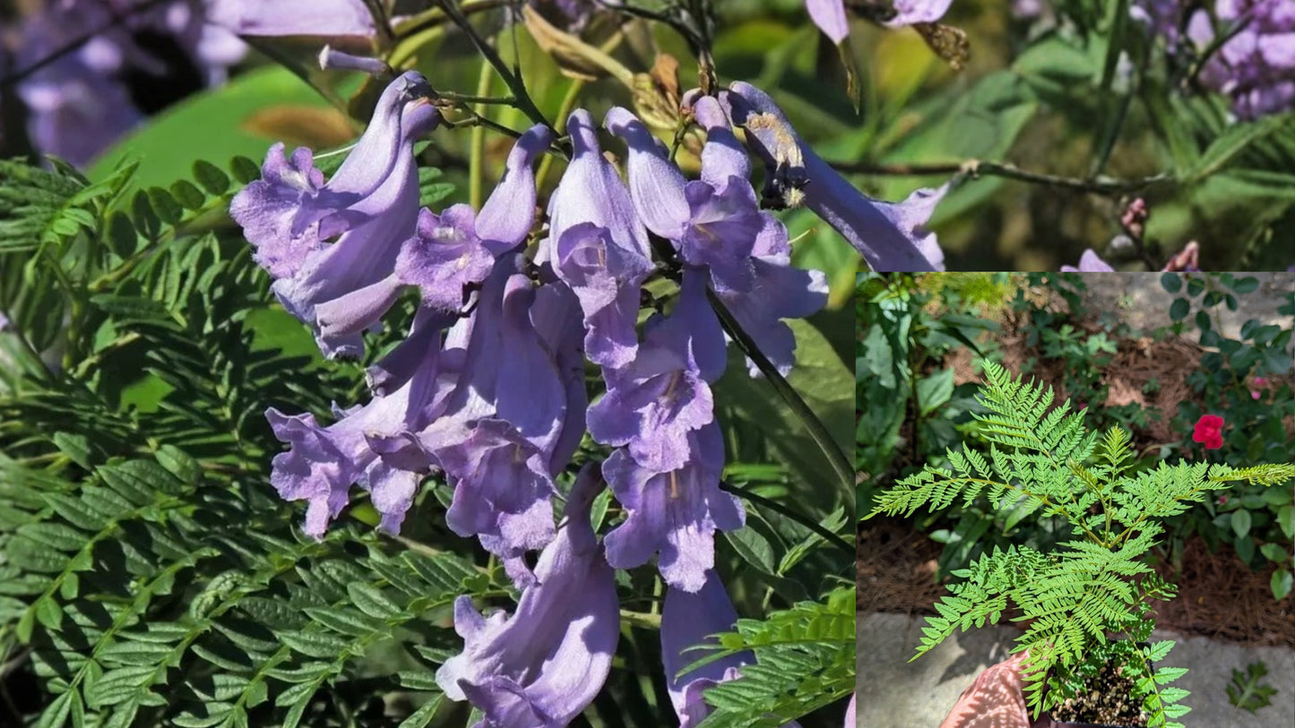 Blue Jacaranda 3 Live Plants 6–8" Tall – Jacaranda mimosifolia