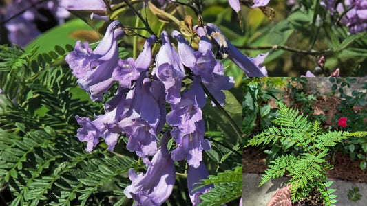 Blue Jacaranda 3 Live Plants 6–8" Tall – Jacaranda mimosifolia