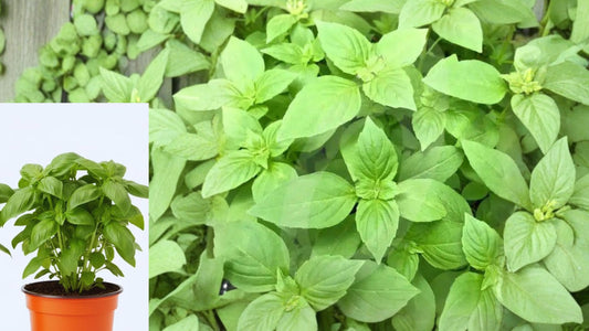 2 Lemon Basil Live Plants – Ocimum basilicum – 4" Pots