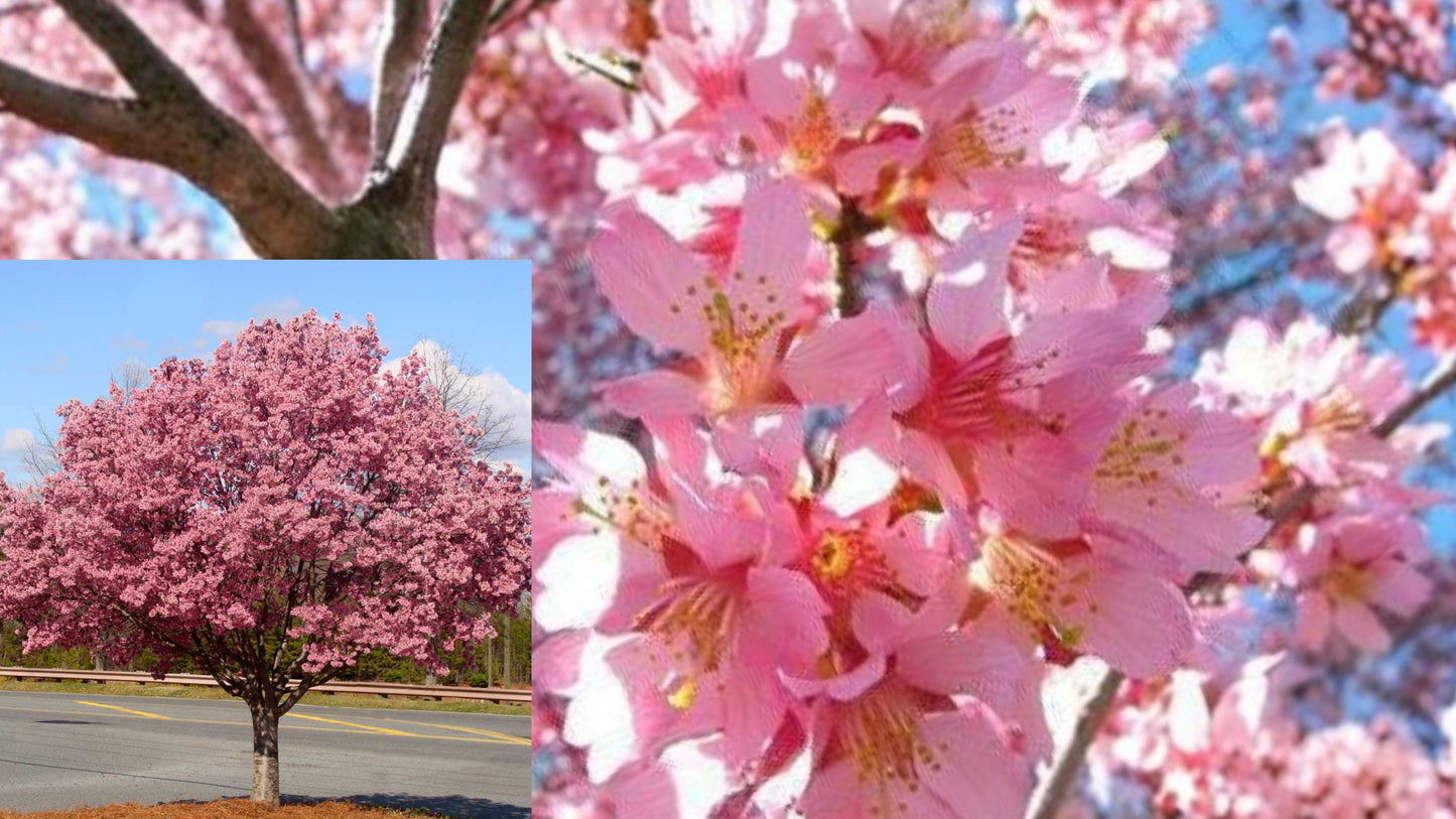 Okame Flowering Cherry Live Plant – 6–12" Tall – Prunus × incam