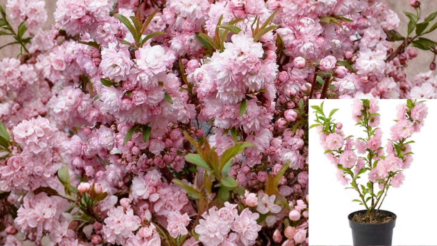 Flowering Almond Live Plant – 1 Plant – 4" Pot – Pink Blooms