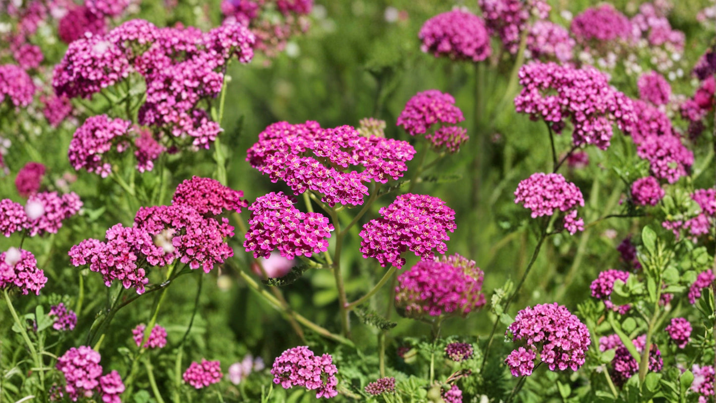 Yarrow 'Cerise Queen' Live Starter Plant – 2.5 x 3.5 Inch Pot