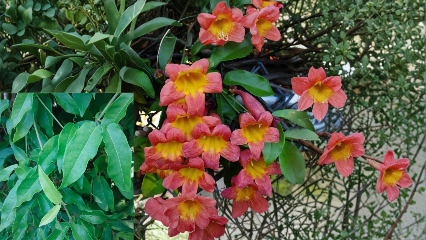 Hardy Native Crossvine Starter Plant Bare Root – Bignonia capreolata Live Vine