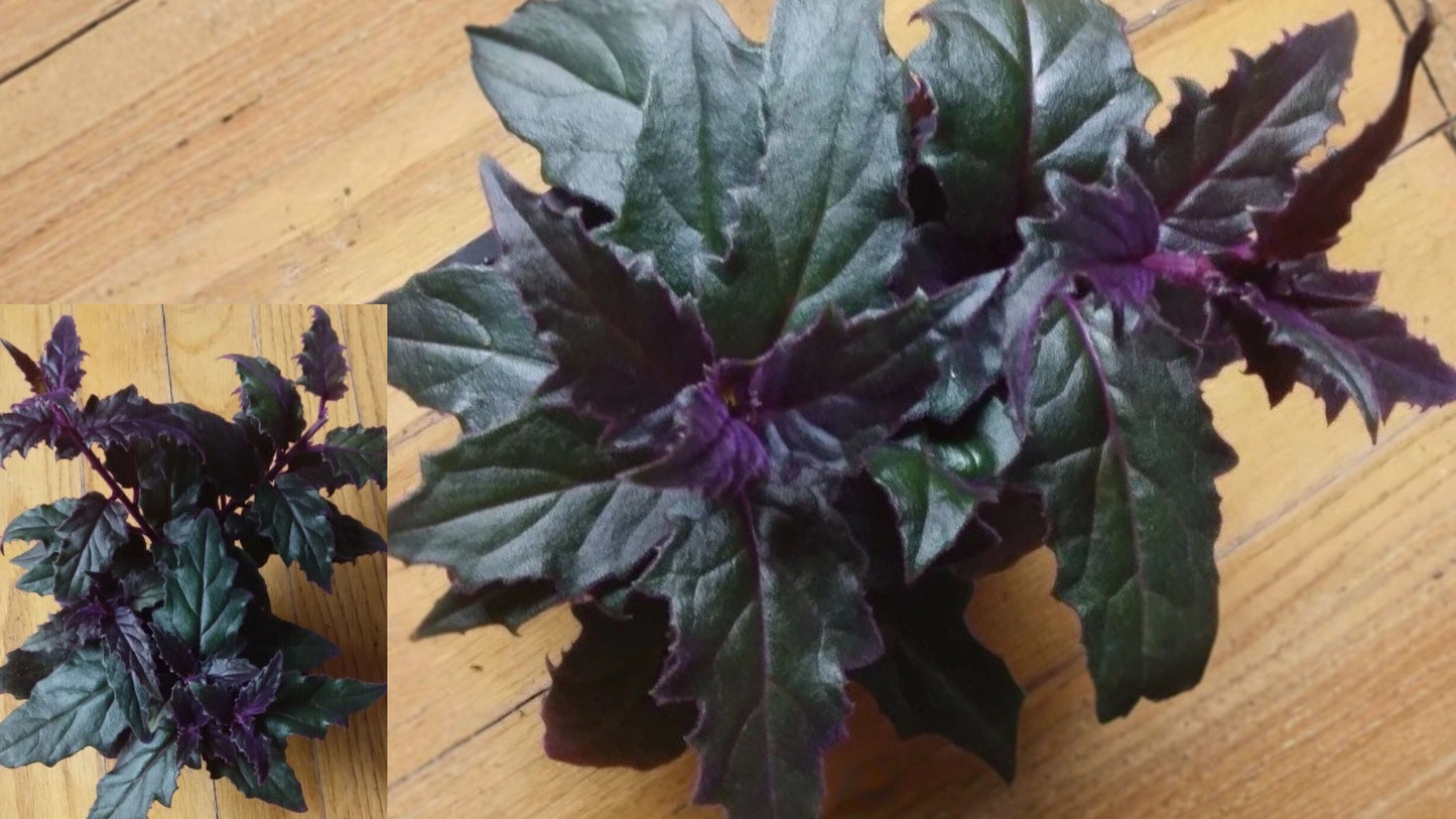 Purple Passion Plant Live – 4 Inch Pot – Gynura aurantiaca