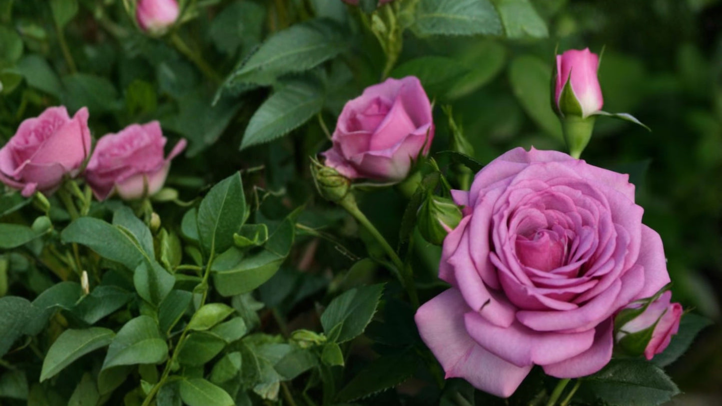 Lavender Veranda Shrub Rose Live Plant – 1 Quart – Repeat Blooming