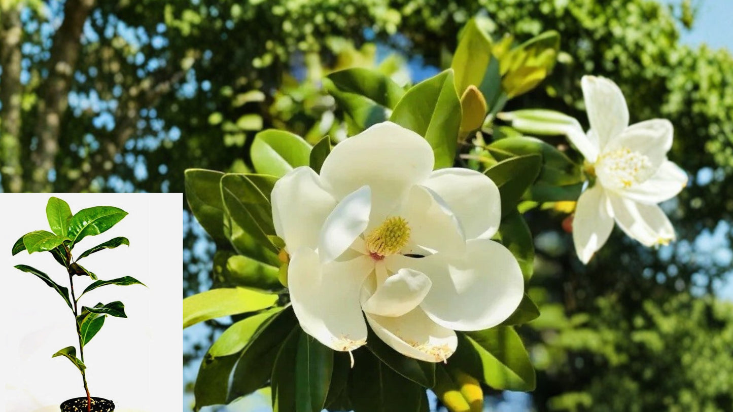 Southern Magnolia Live Plant – 1 Plant – 2 Inch Pot – Magnolia grandiflora