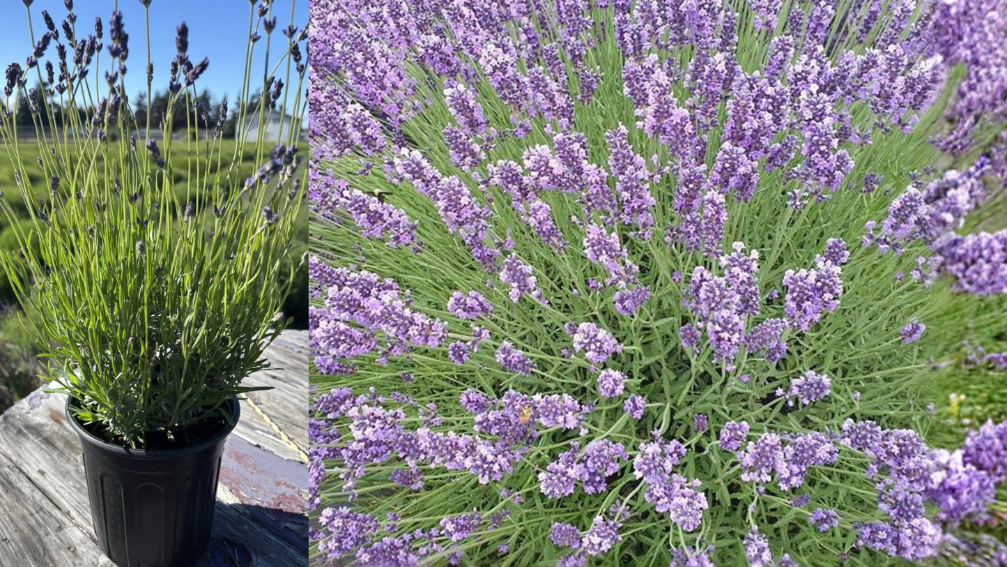 Royal Velvet English Lavender Live Plant – 4" Pot – Lavandula angustifolia