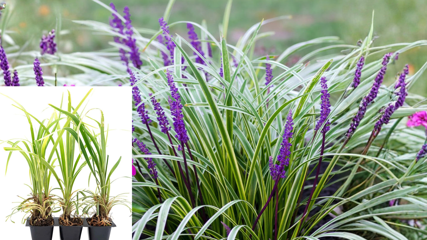 Aztec Grass 3 Live Plants – 2.5 Inch Cubes – Variegated Liriope
