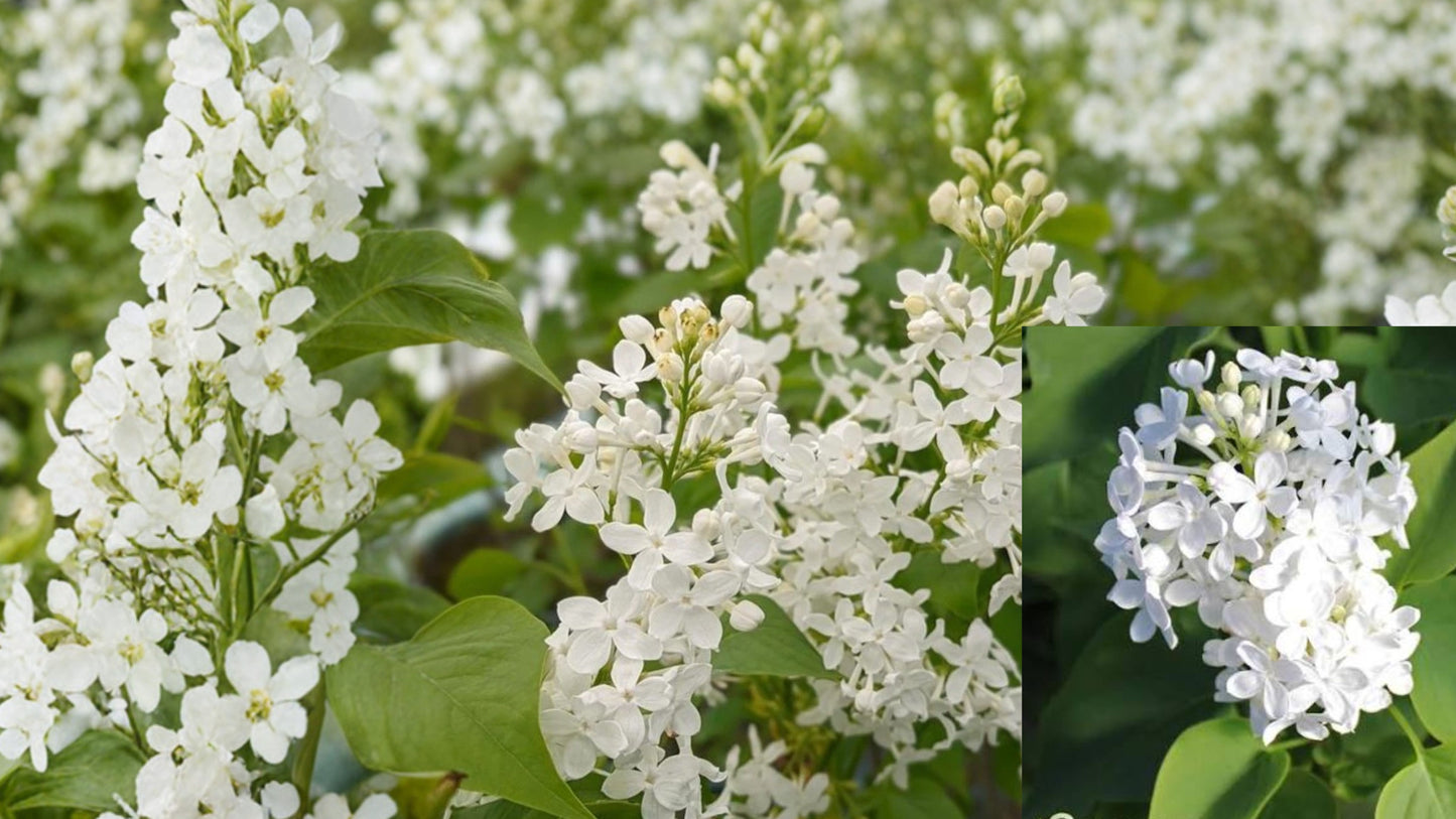 Betsy Ross Lilac Live Plant – 1 Plant – 3.5" Pot – White Flowers