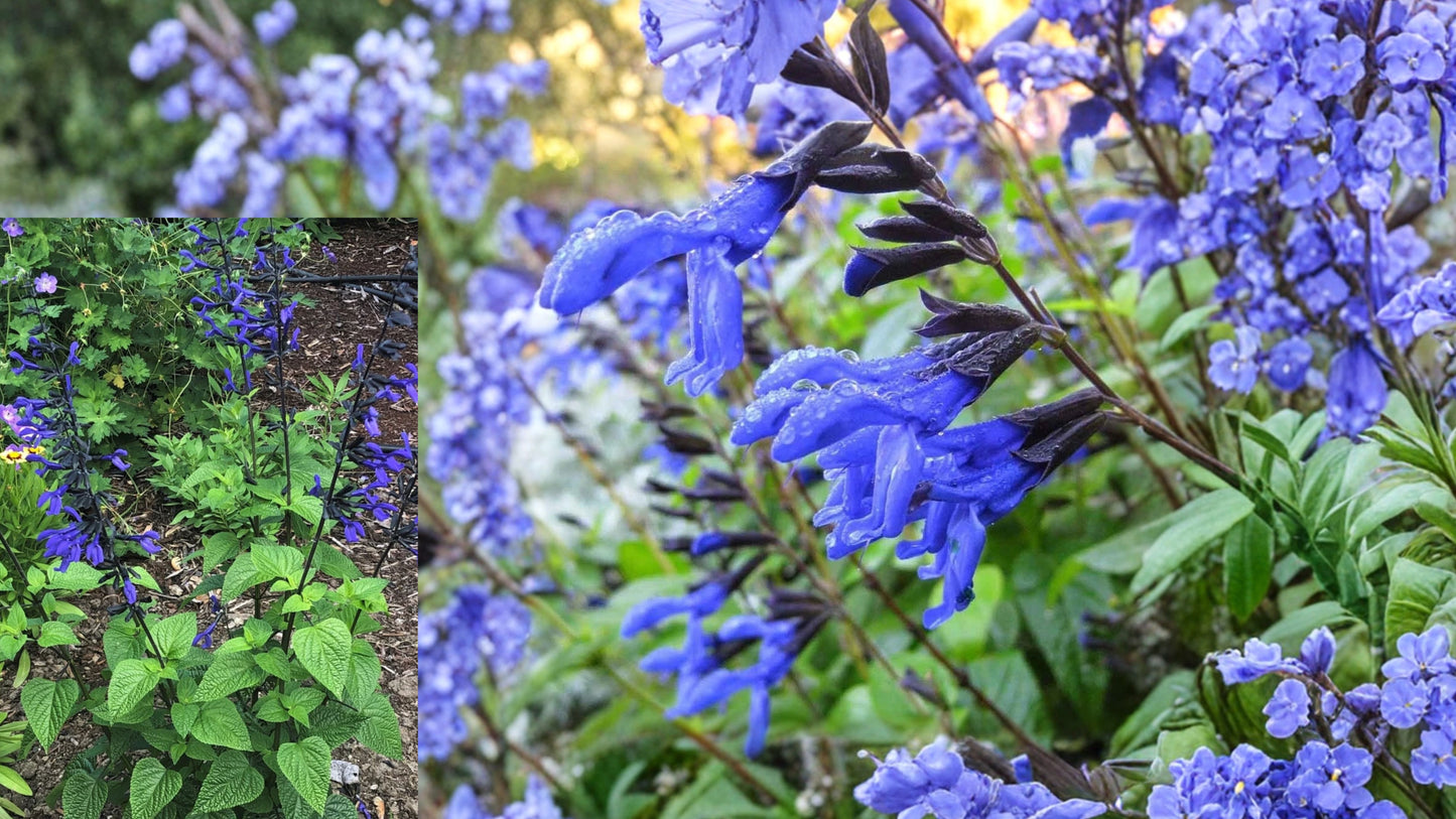 Salvia ‘Black and Blue’ Live Starter Plant – Blue Flowering Perennial