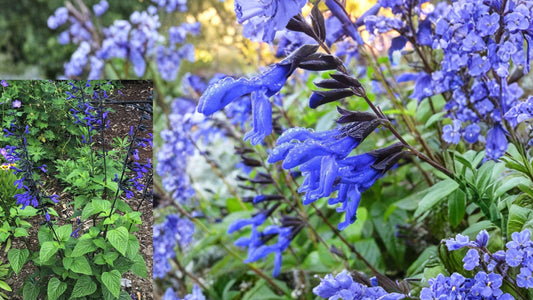 Salvia ‘Black and Blue’ Live Starter Plant – Blue Flowering Perennial
