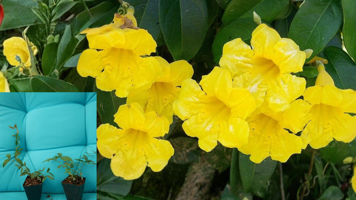 Yellow Crossvine Live Starter Plant – Bignonia Climbing Vine