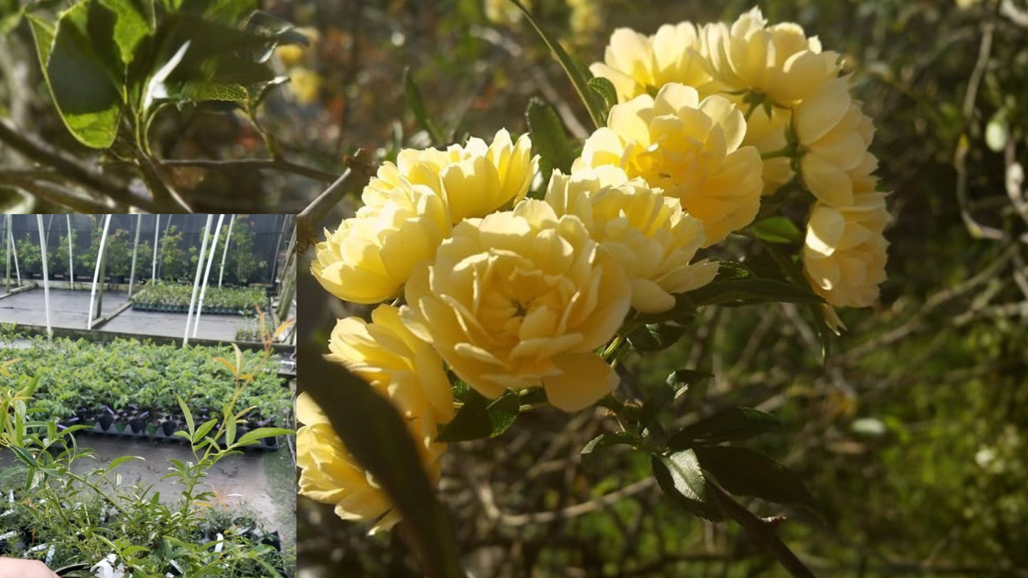 Lady Banks Yellow Climbing Rose Live Plant – 1 Quart Rosa banksiae