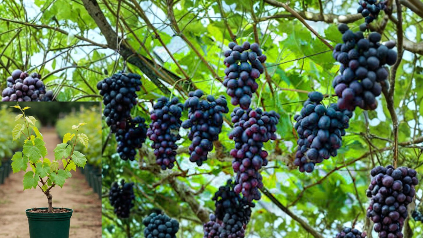 Muscadine Grape Live Plant – Vitis Starter Plant Plug