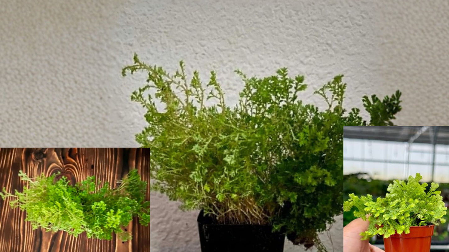 Selaginella emmeliana Spikemoss Live Terrarium Plant – 2" Pot